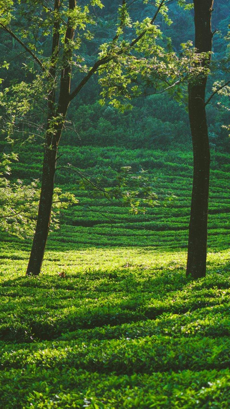 緑葉園 - Image 10